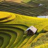 Tour Mù căng chải – Suối giàng – Tú lệ – Mùa lúa chín